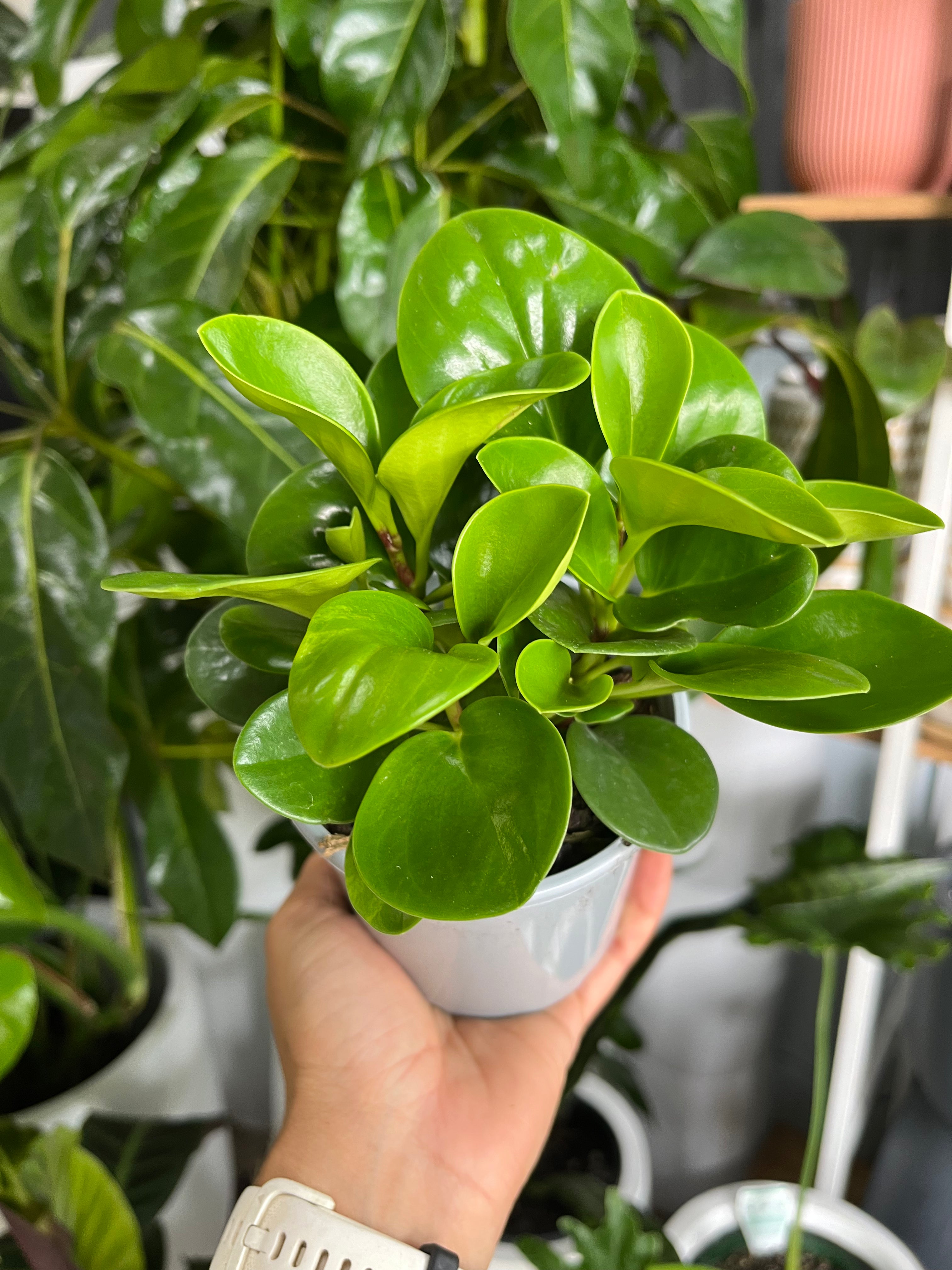 Peperomia obtusifolia - Pepper Face