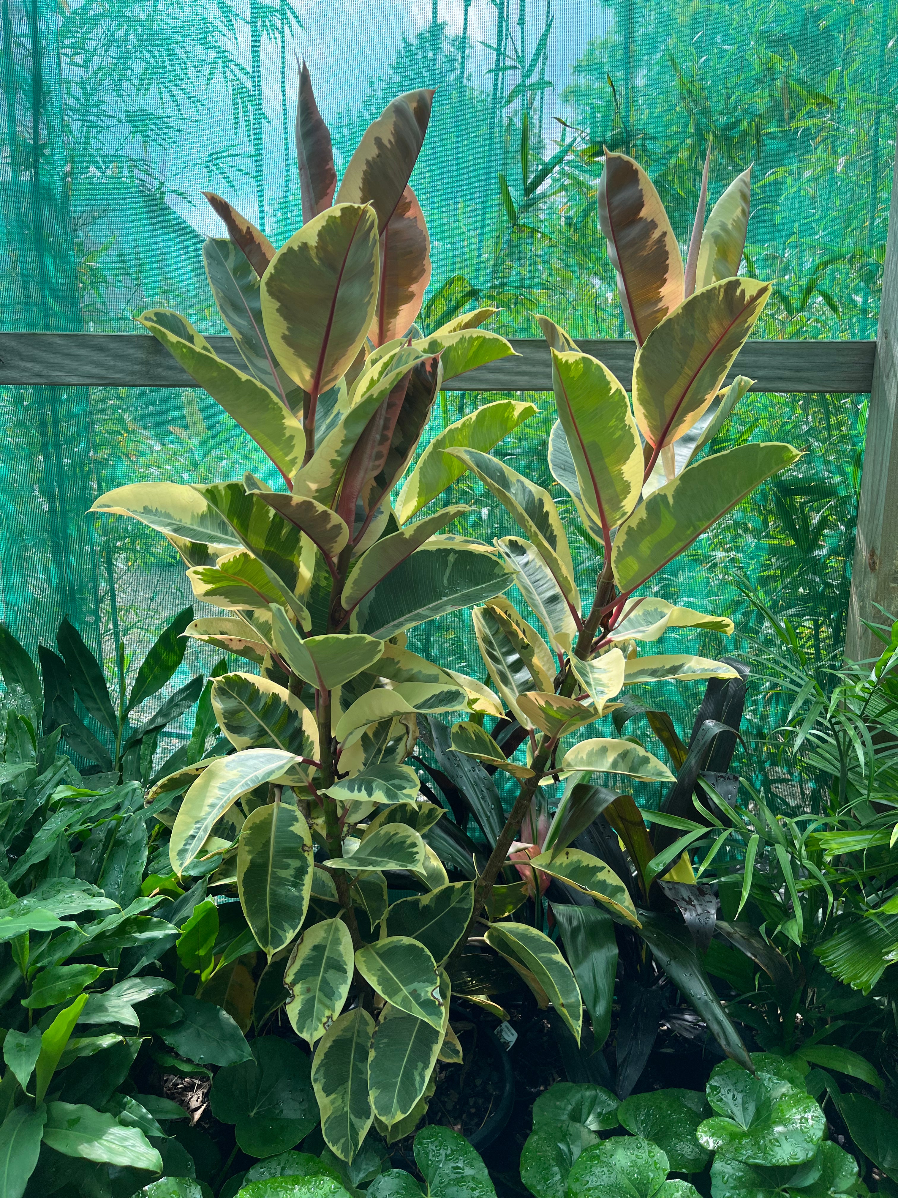 Ficus elastica ‘Tineke’ - Variegated Rubber Plant