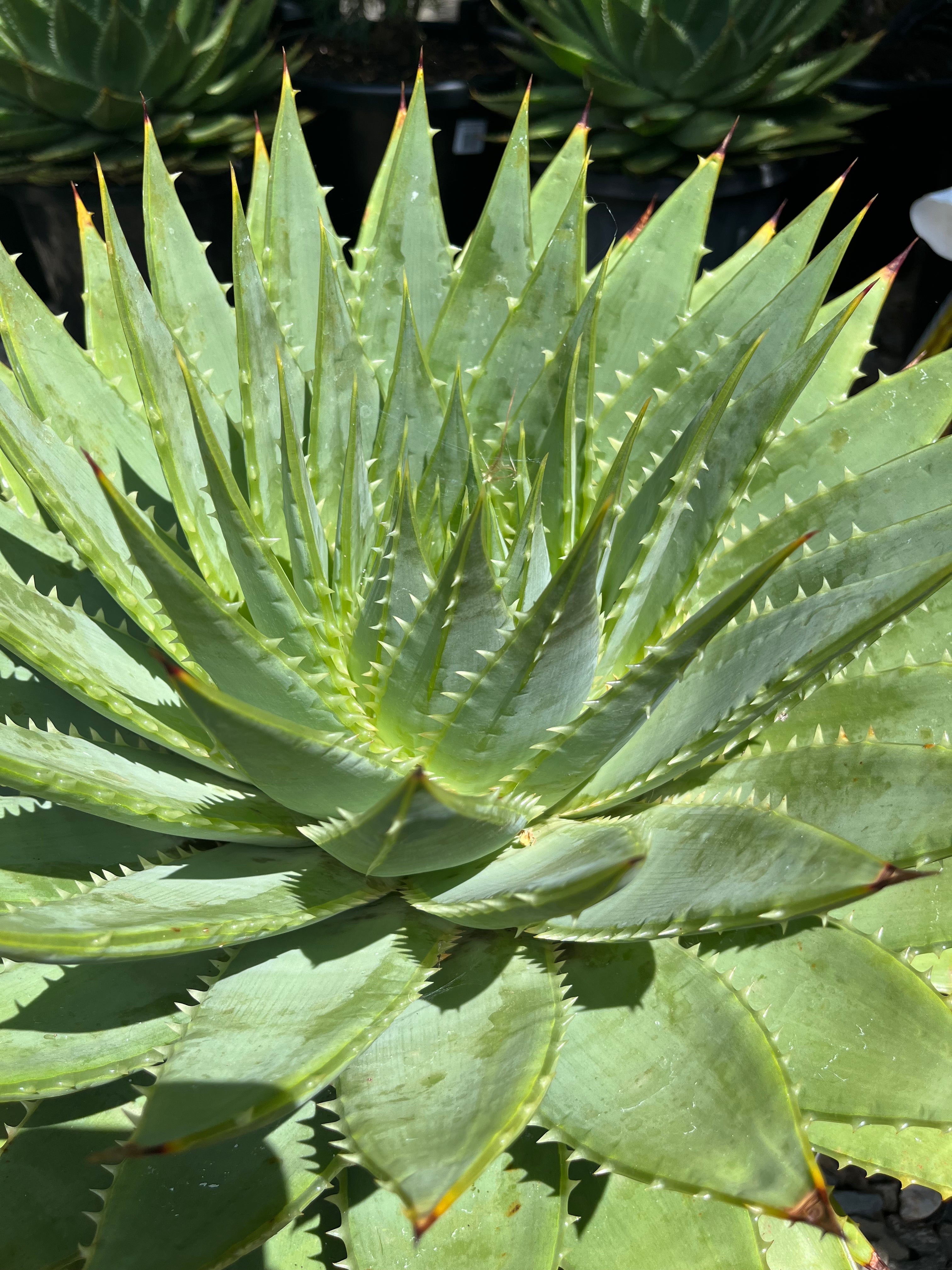 Aloe polyphylla - Spiral Aloe
