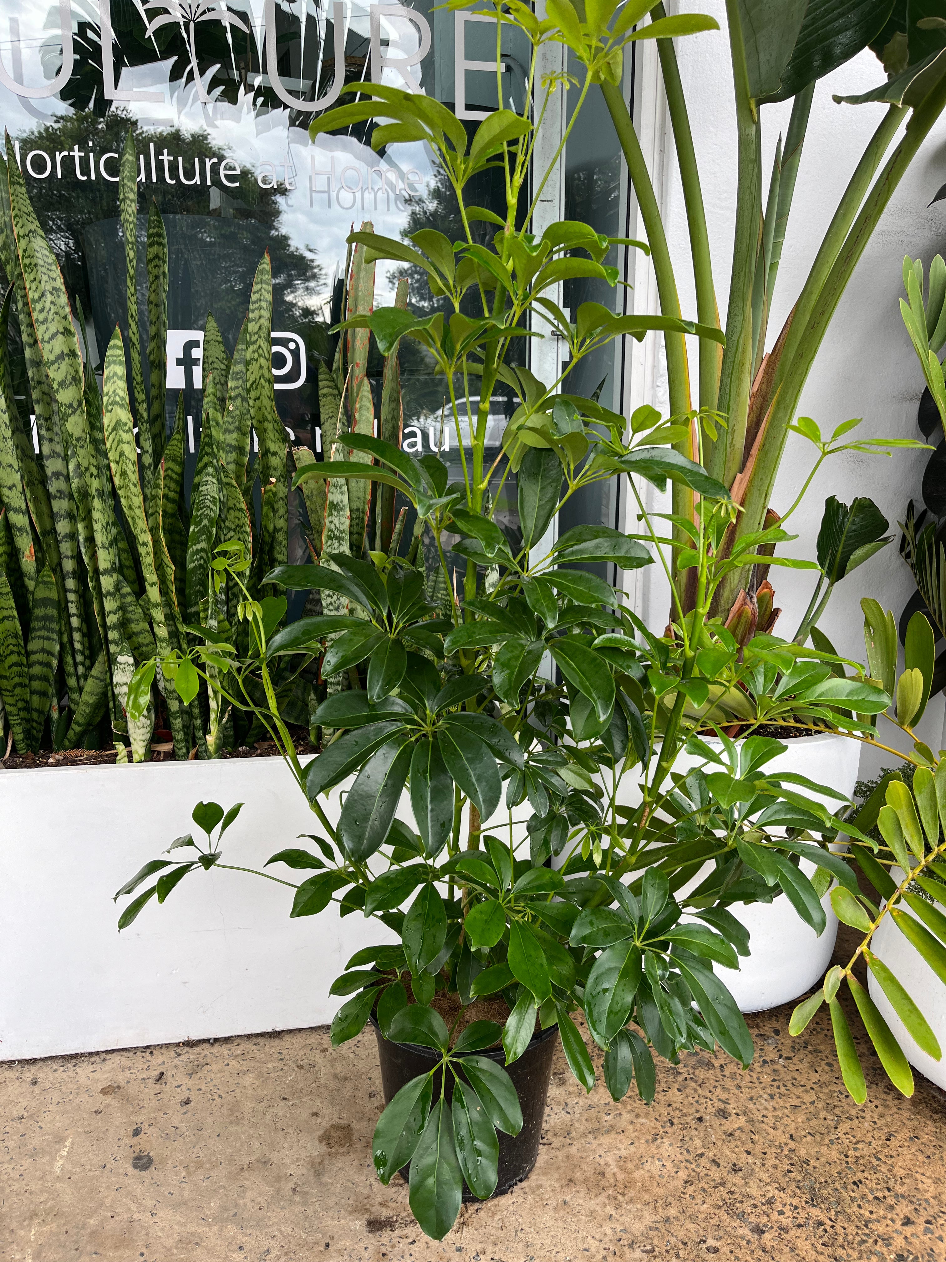 Schefflera arboricola ‘Amate’ - Dwarf Umbrella Tree