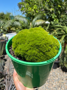Scleranthus uniflorus - Cushion Grass