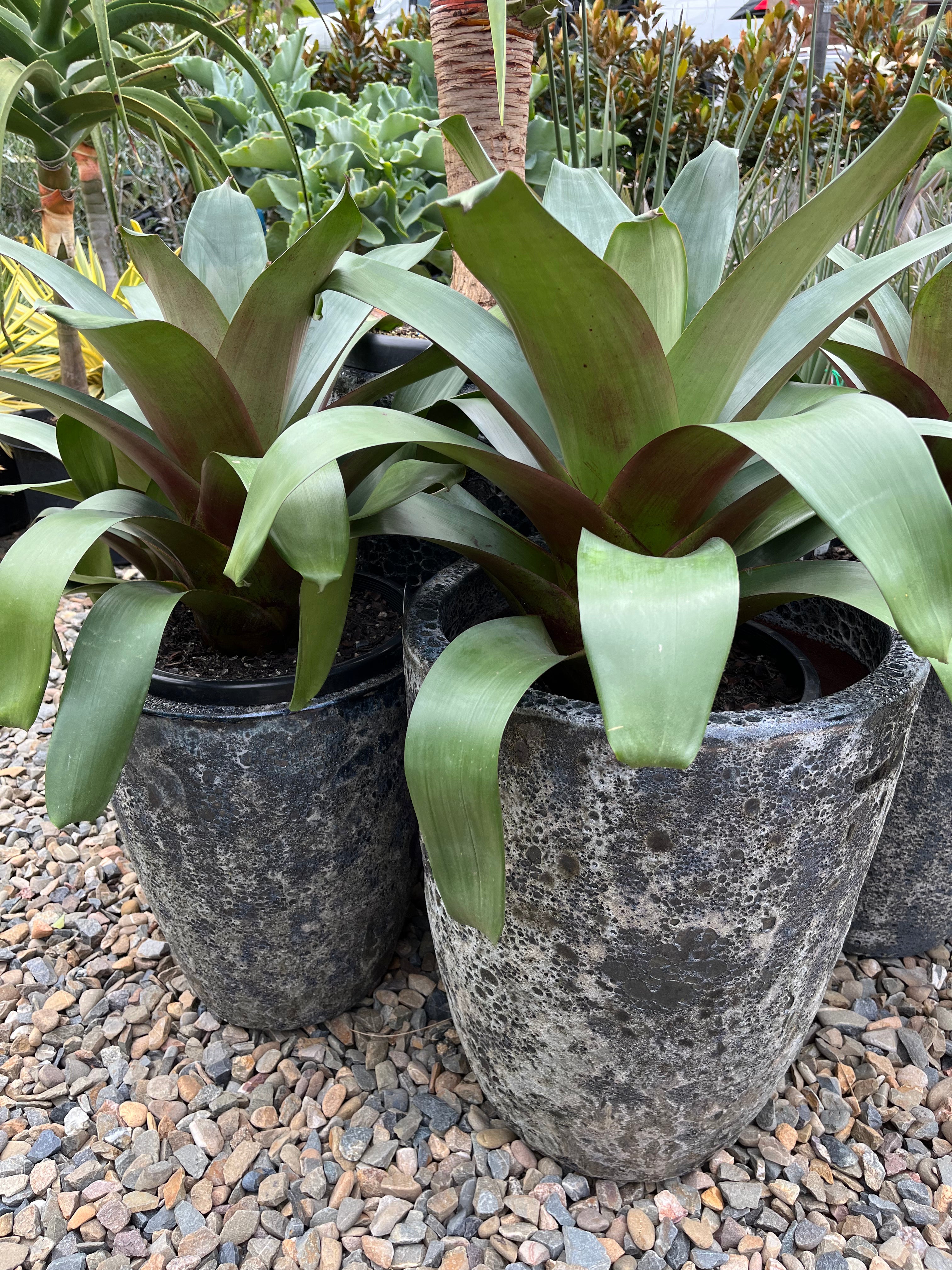 Alcantarea imperials ‘Rubra’ - Bromeliad