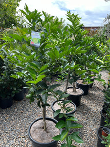 Citrus latifolia - Tahitian Lime