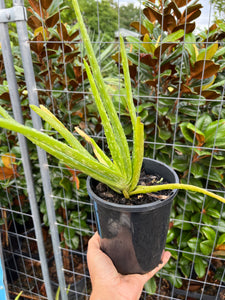 Aloe vera - Medicinal Aloe