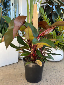Philodendron sp. - Philodendron