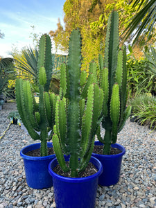 Euphorbia ingens - Cowboy Cactus