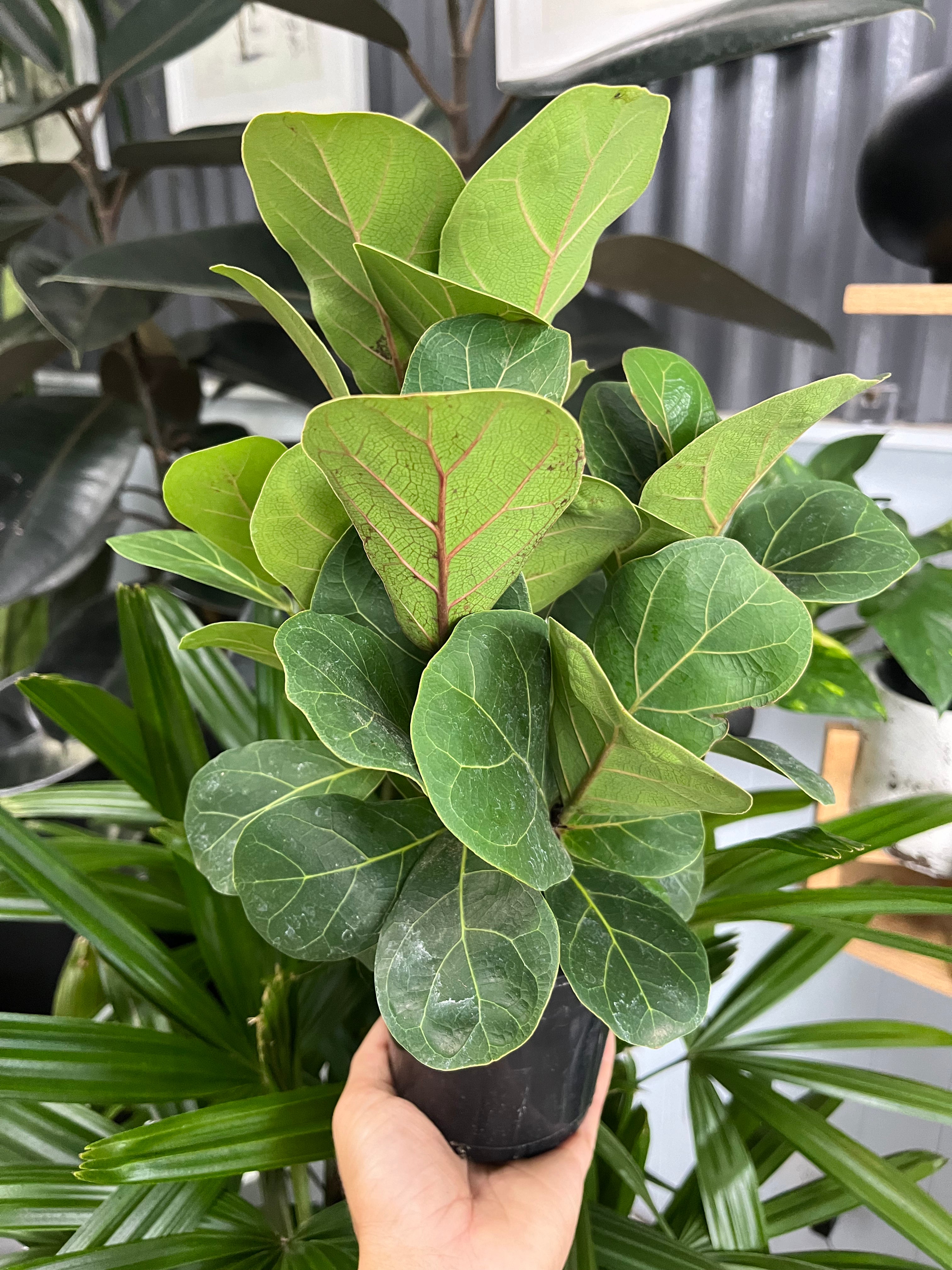 Ficus lyrata ‘Bambino’ - Fiddle Leaf Fig