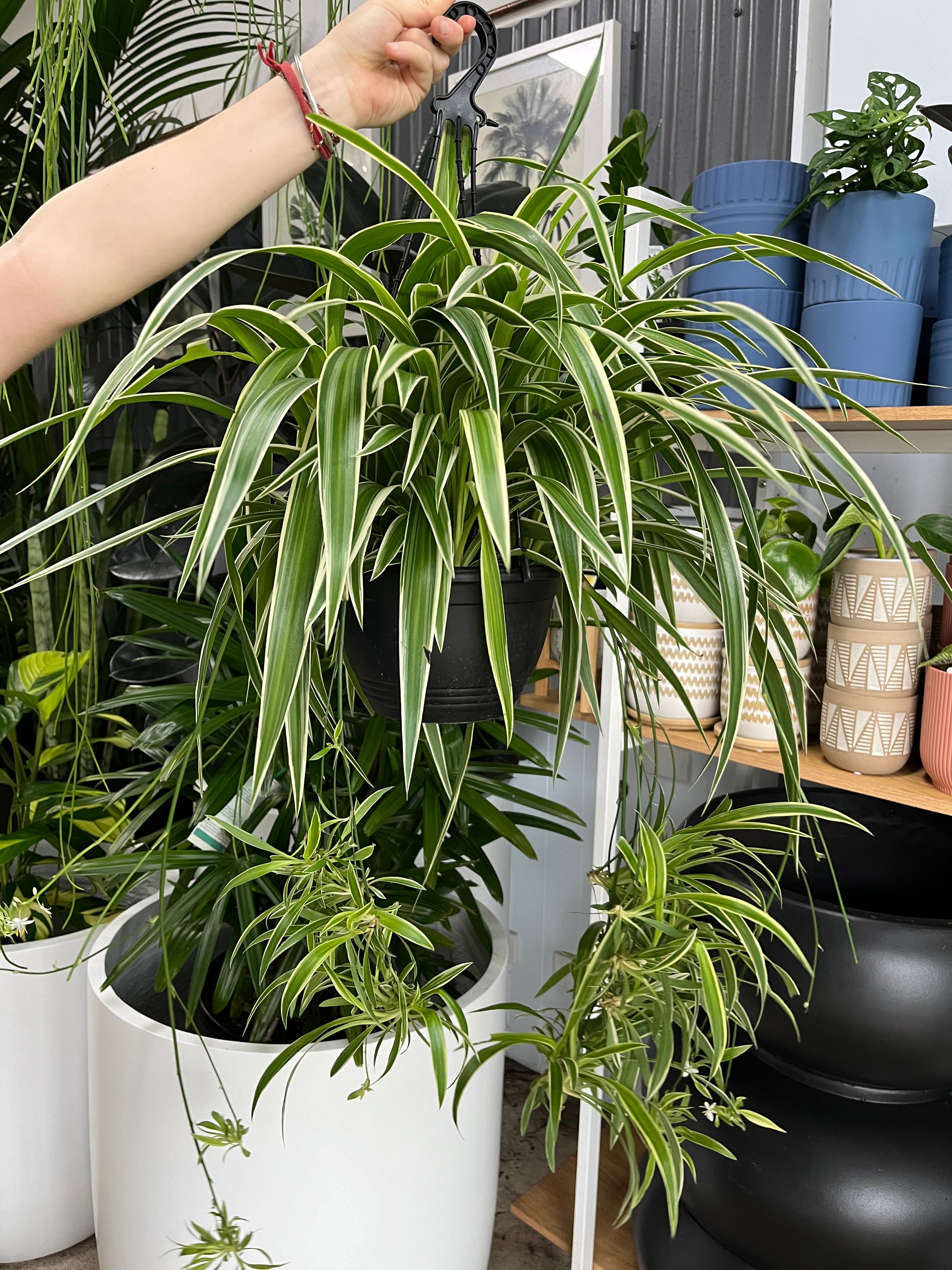 Chlorophytum comosum - Spider Plant