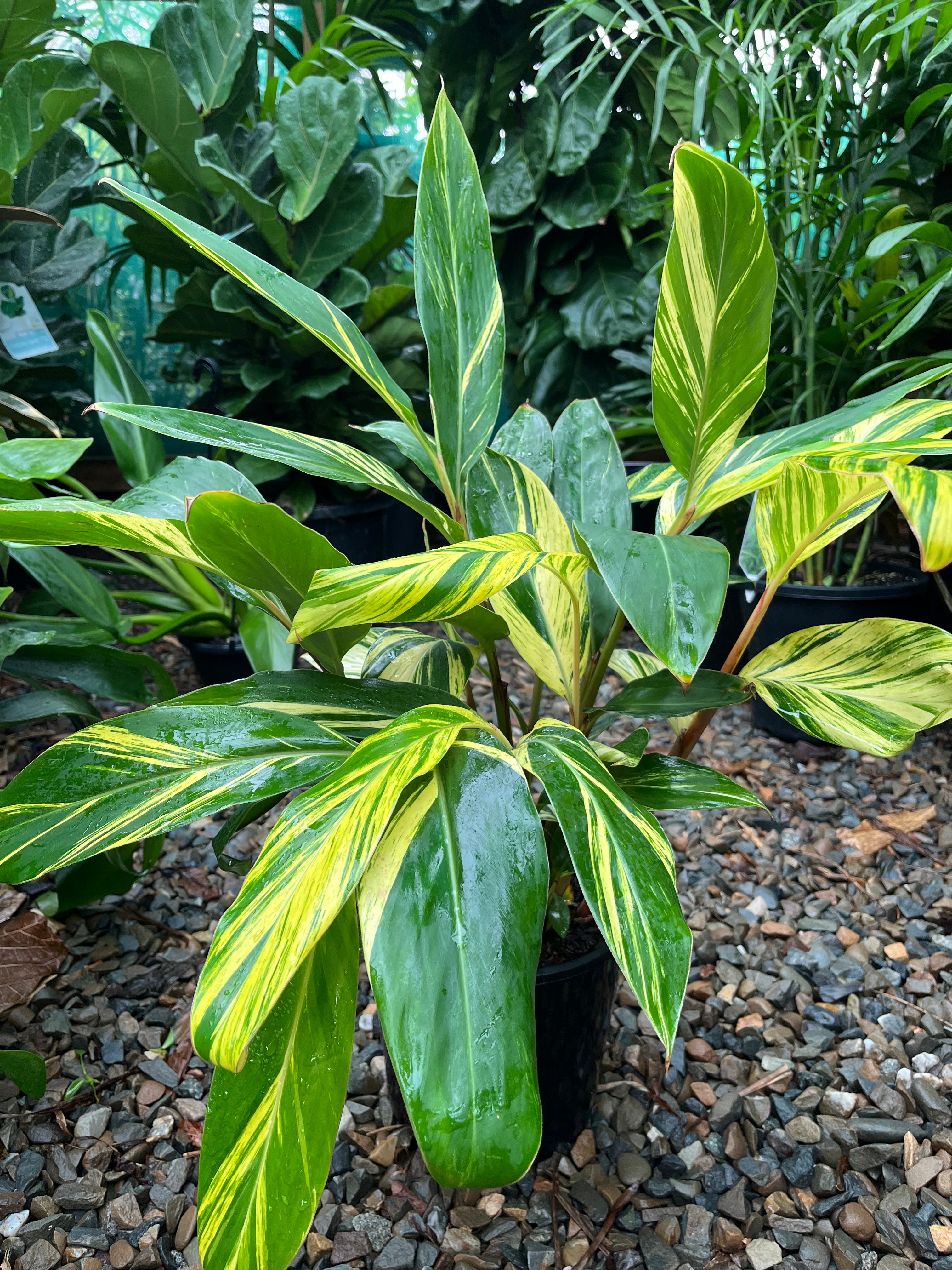 Alpinia zerumbet ‘Variegata’ - Variegated Shell Ginger