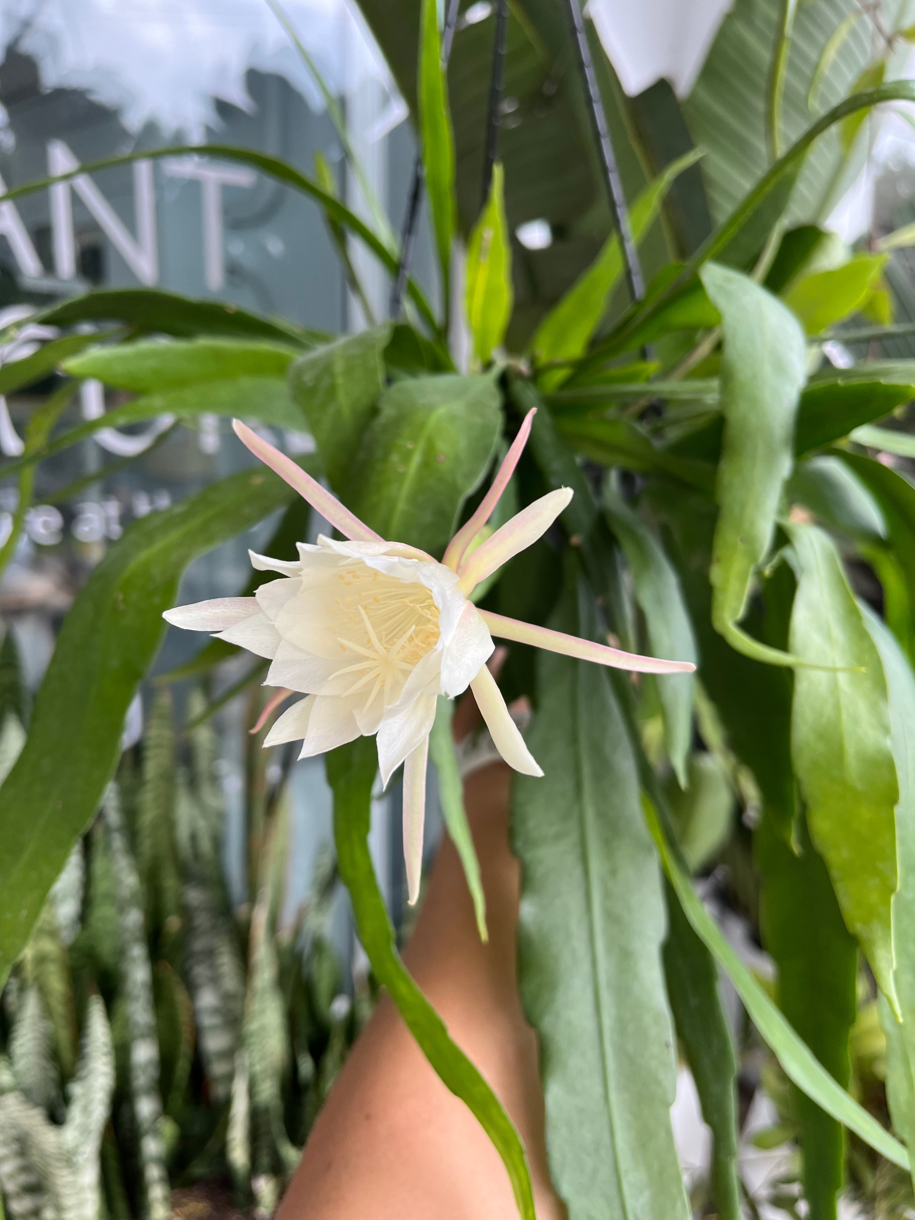 Epiphyllum pumilum - Orchid Cactus – Plant Culture