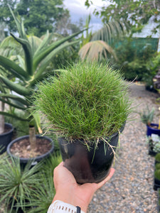 Zoysia tenuifolia - Japanese Velvet Grass