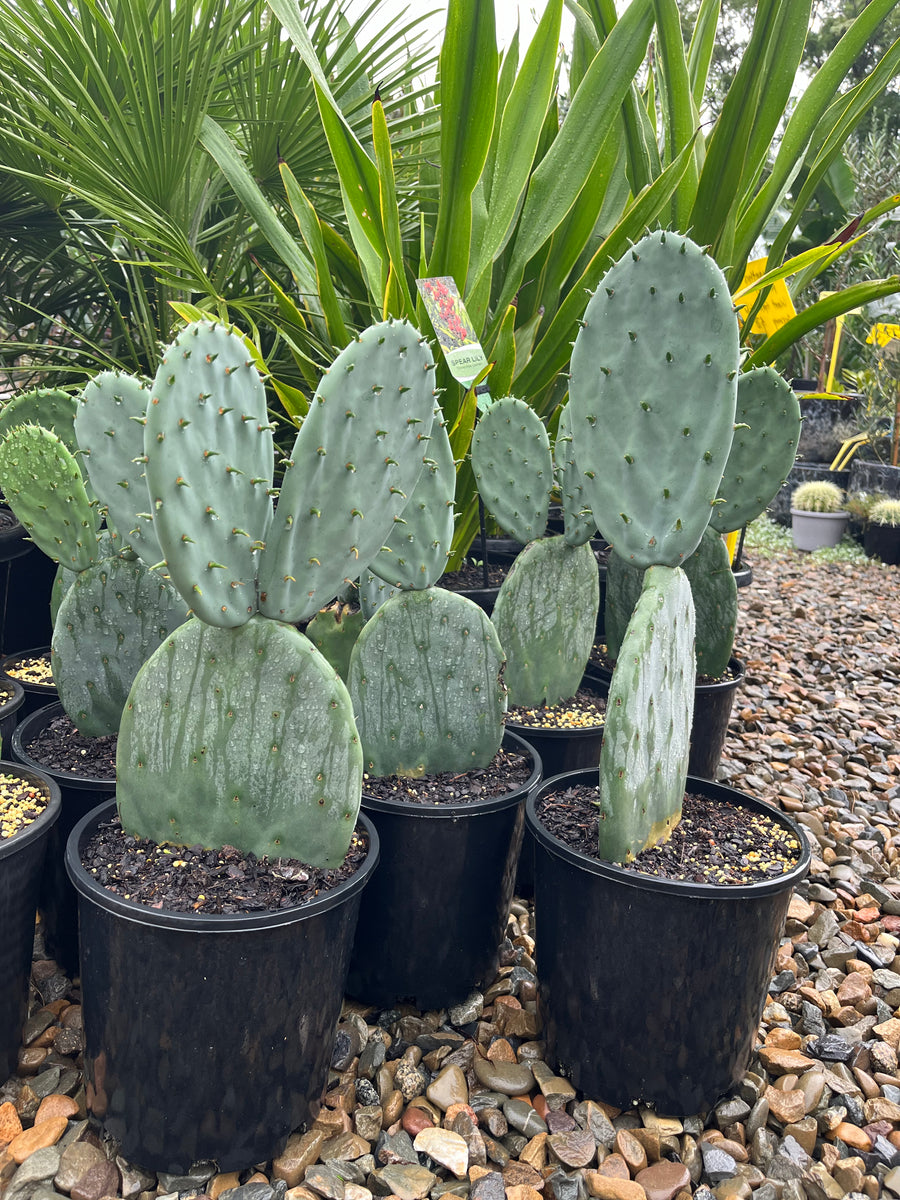 Opuntia burbank - Spineless Prickly Pear – Plant Culture