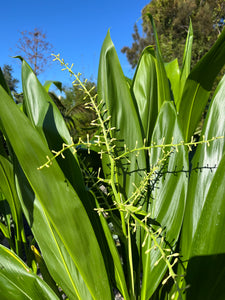 Cordyline manners-suttoniae - Palm Lily