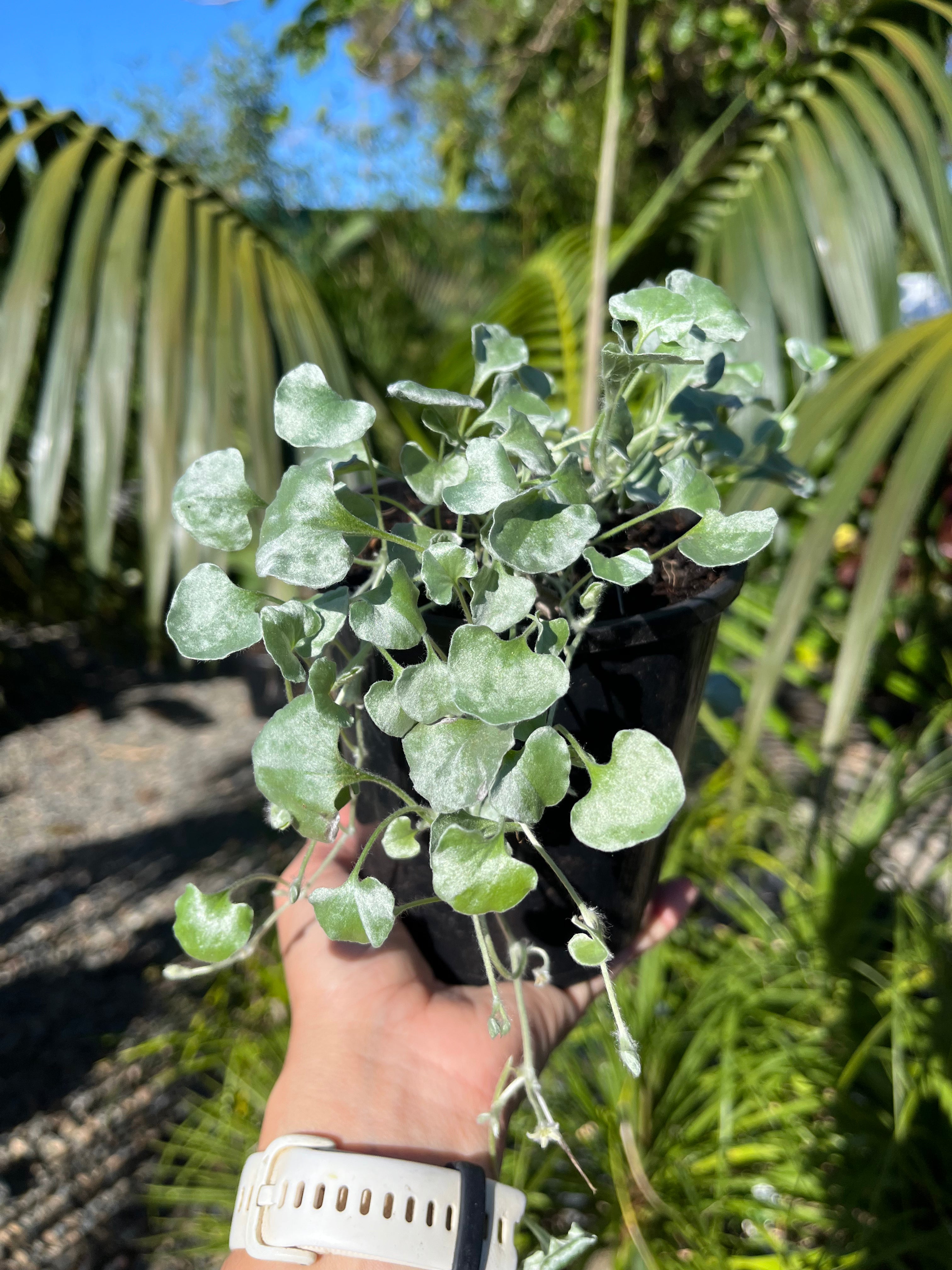 indoors silver falls plant Dichondra argentea