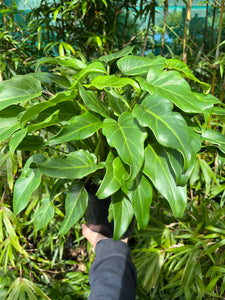Philodendron xanadu - Xanadu