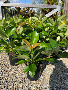 Viburnum odoratissimum ‘Emerald Lustre’ - Sweet Viburnum