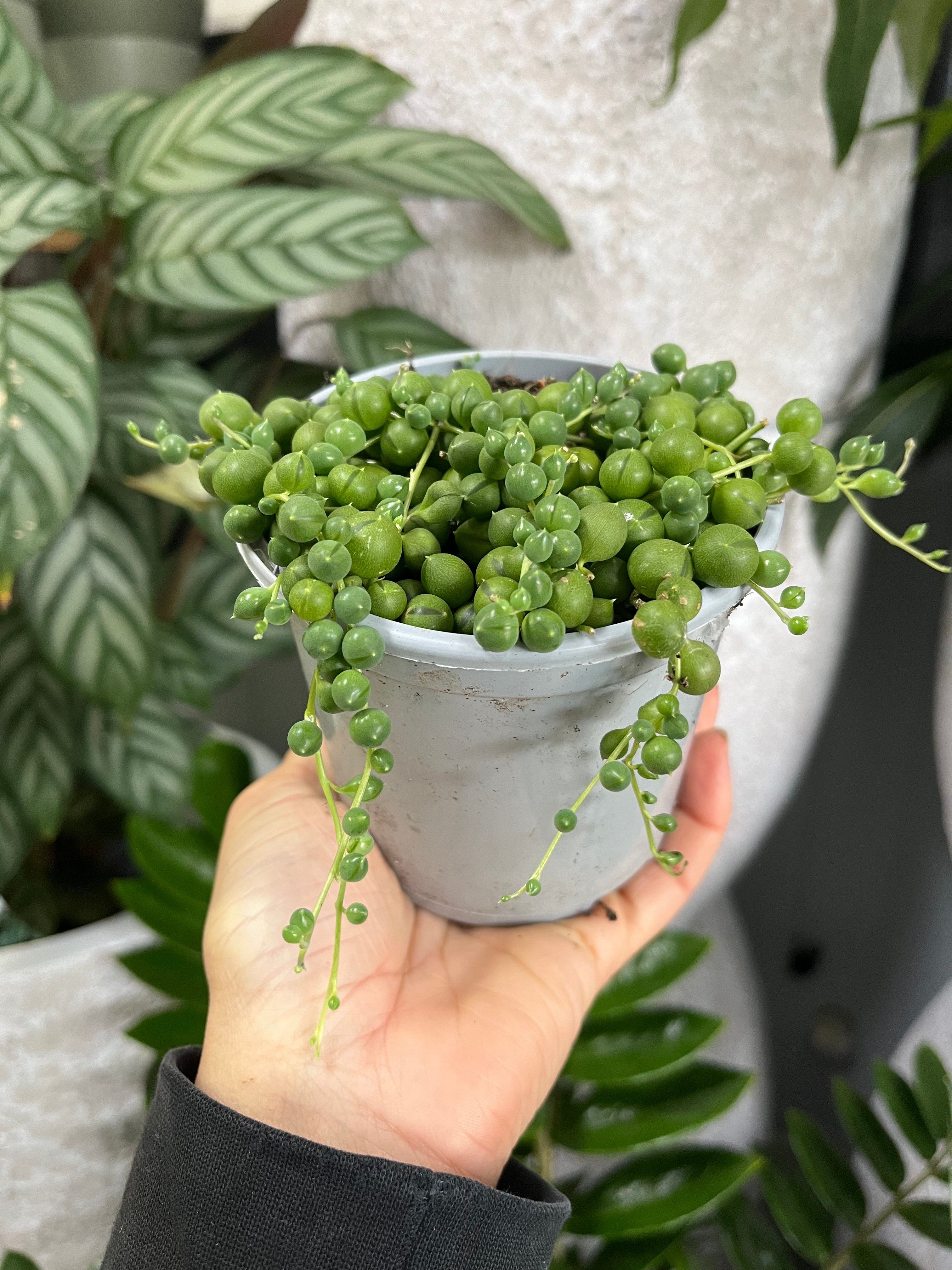 Senecio rowleyanus - String of Pearls