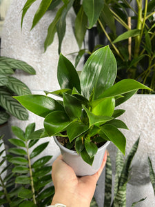 Philodendron selloum ‘Green Princess’