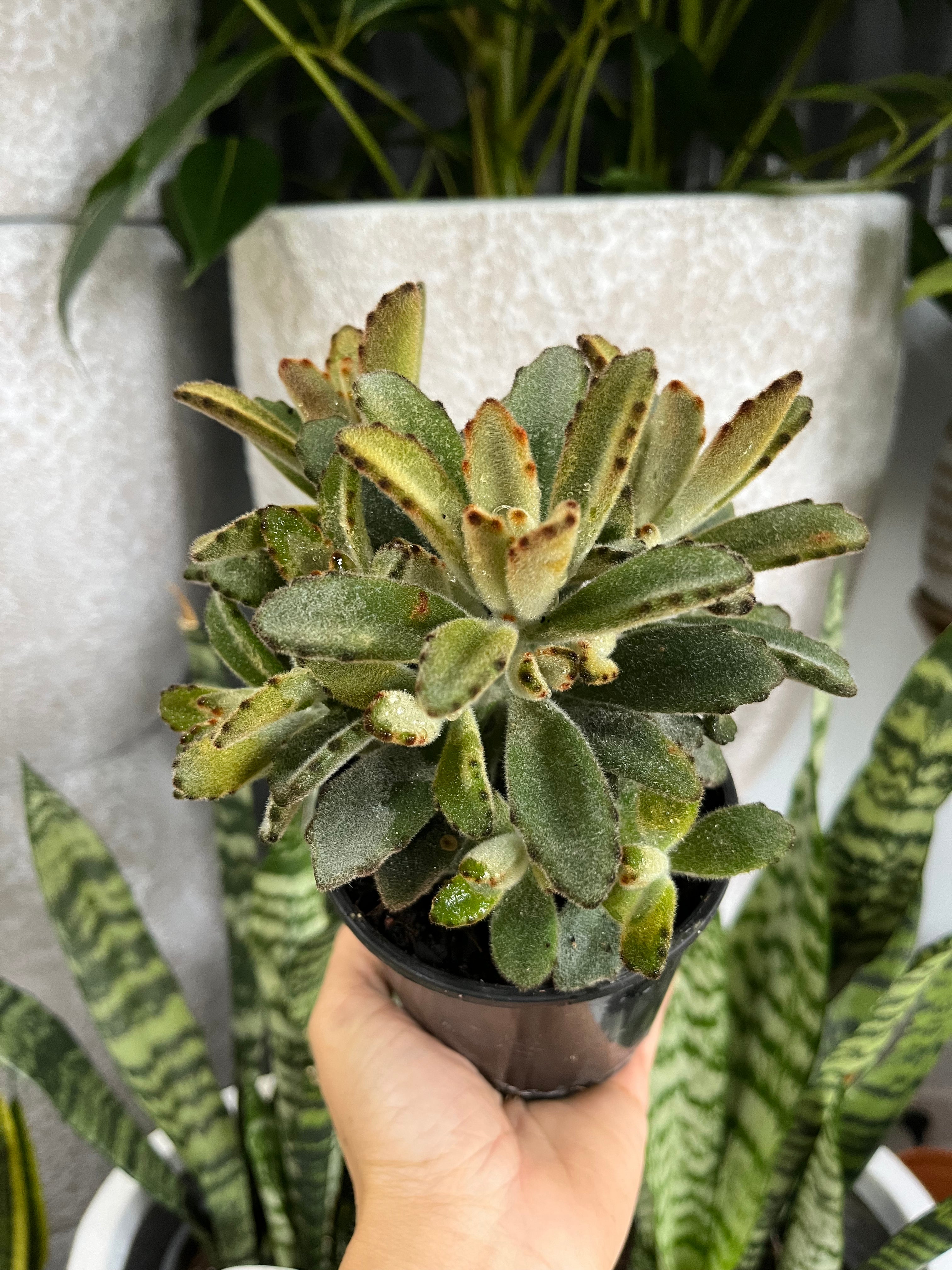 Kalanchoe tomentosa ‘Golden Girl’