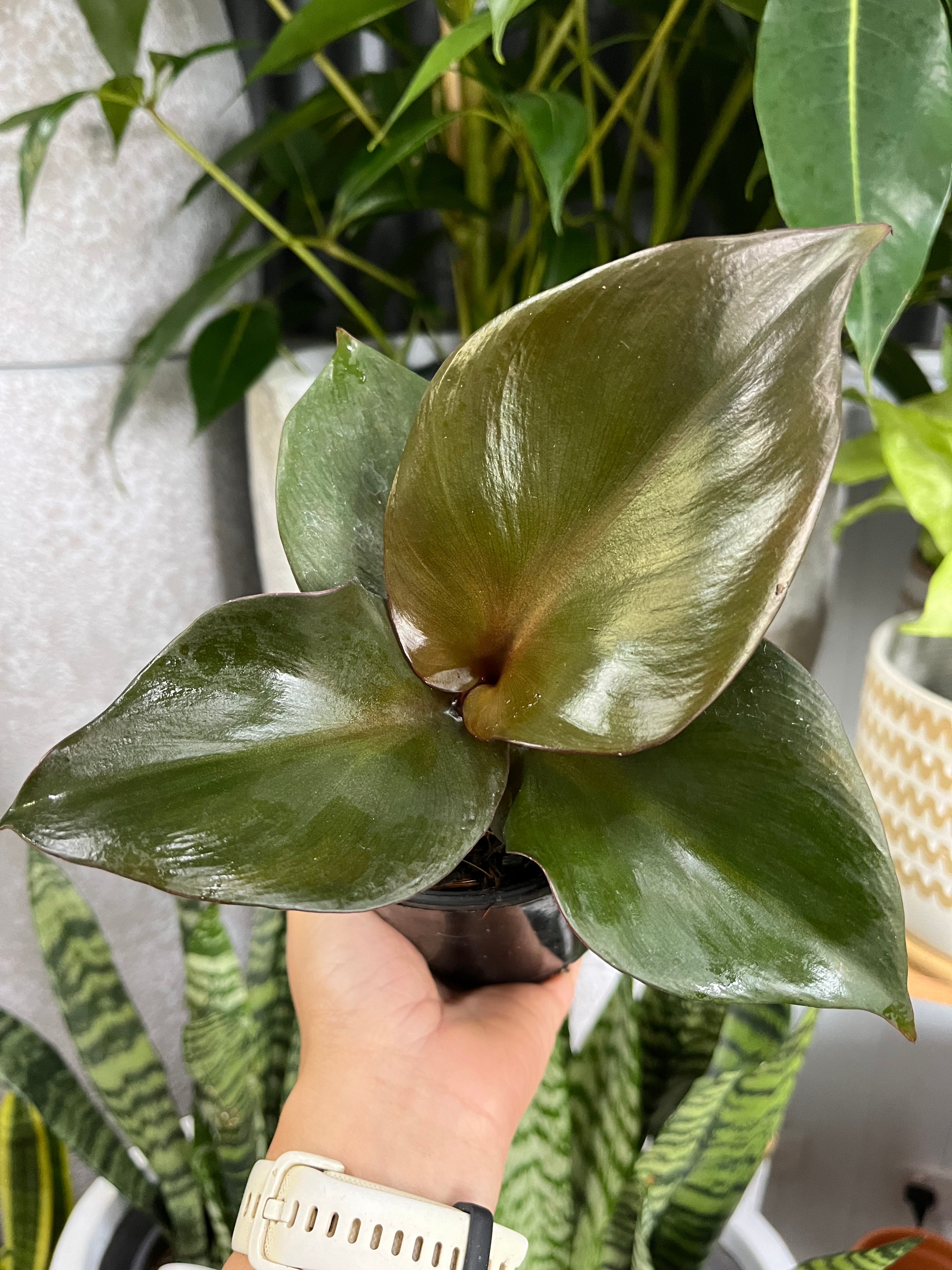 Philodendron ‘Red Heart’