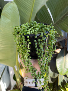 Senecio rowleyanus - String of Pearls