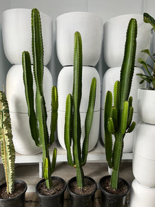 Euphorbia ingens - Cowboy Cactus