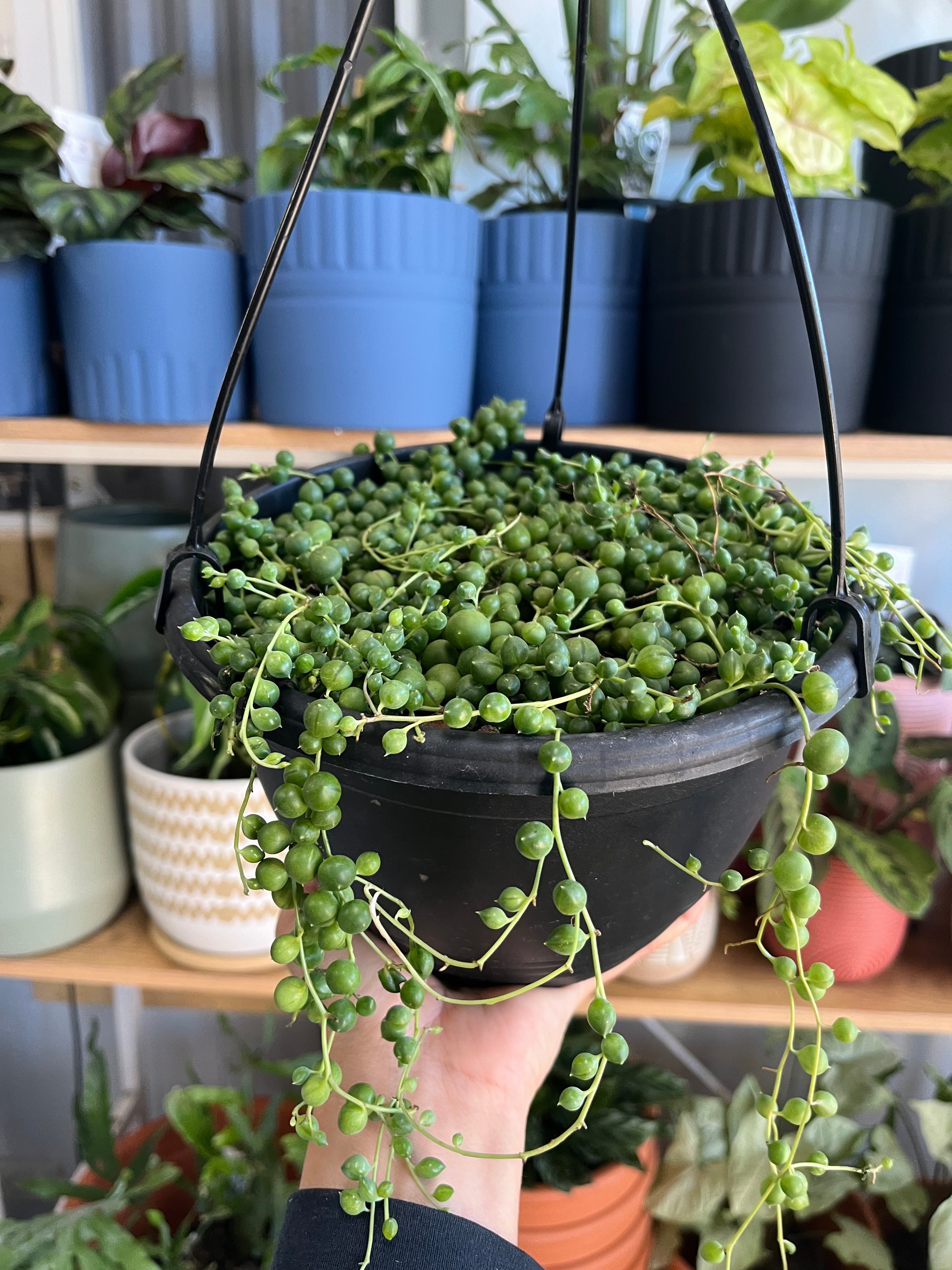 Senecio rowleyanus - String of Pearls