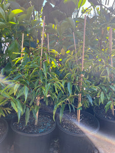 Waterhousia floribunda - Weeping Lilly Pilly