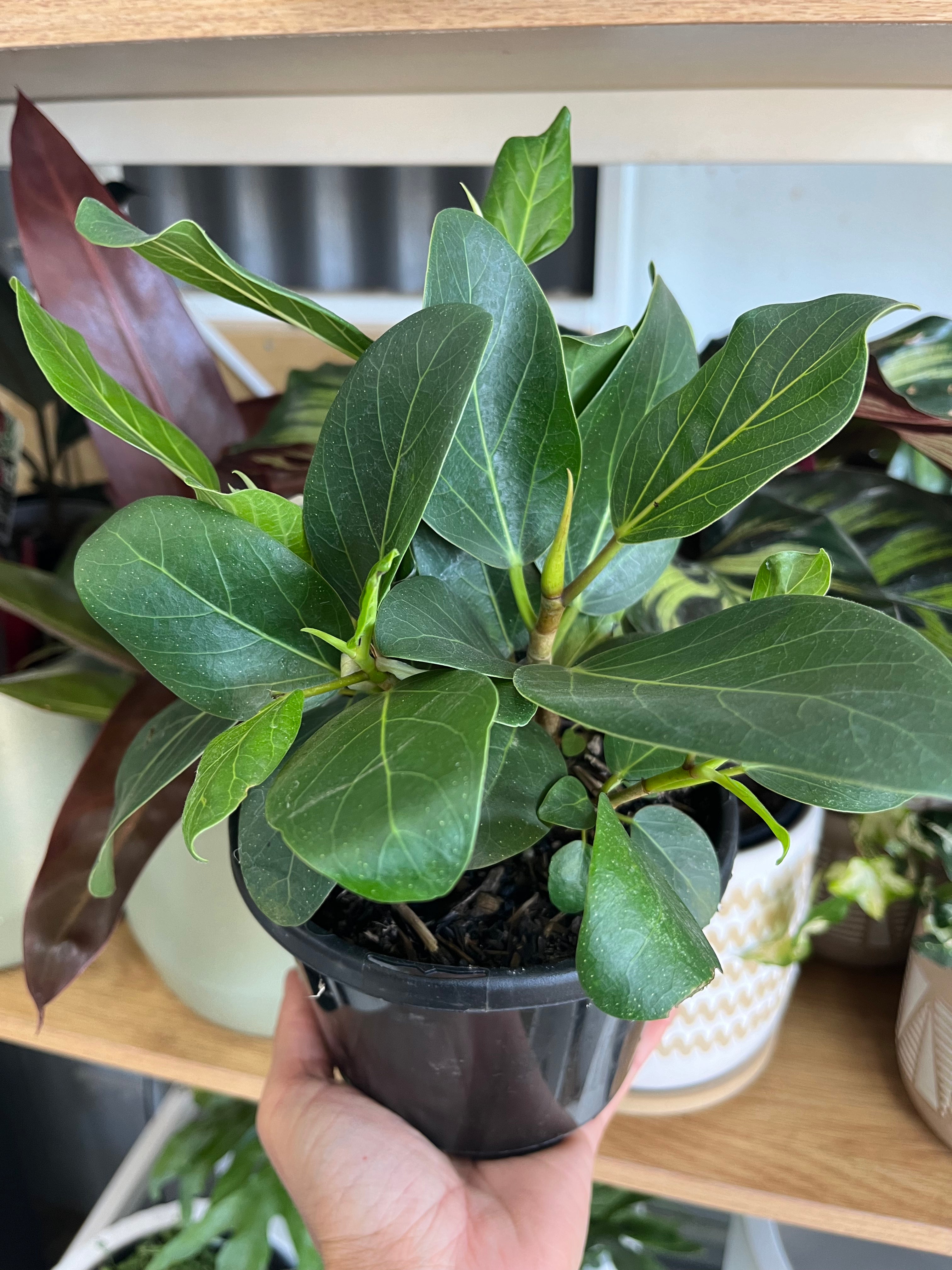 Ficus benghalensis 'Audrey' - Ficus Audrey