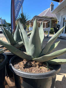 Agave ‘Sharkskin’