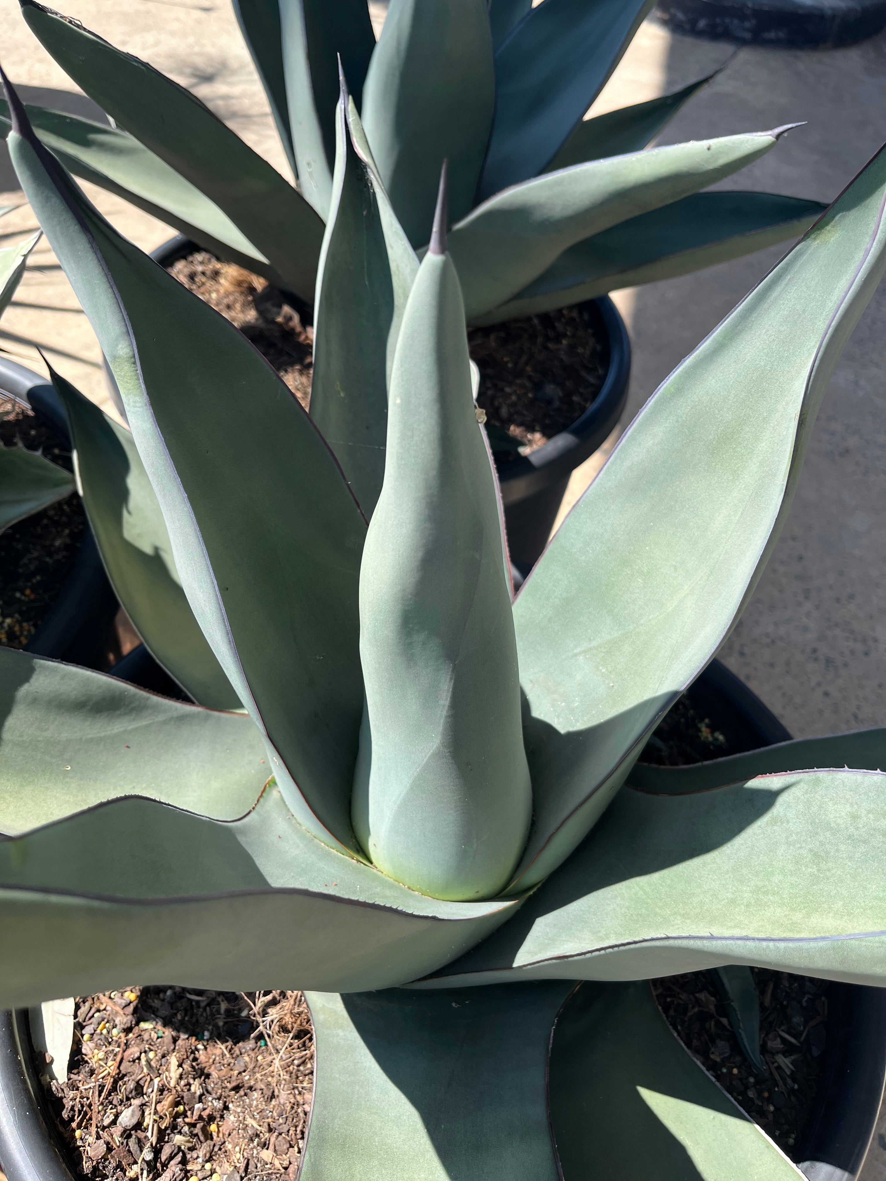 Agave ‘Sharkskin’