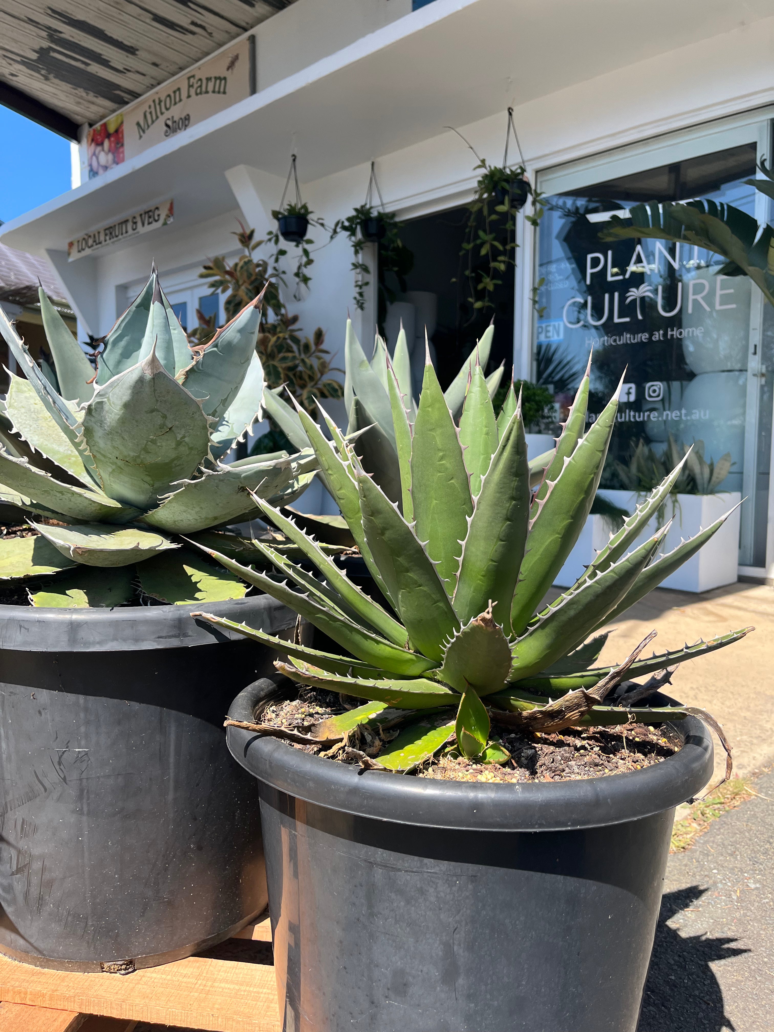 Agave ghiesbreghtii - Purpus Agave