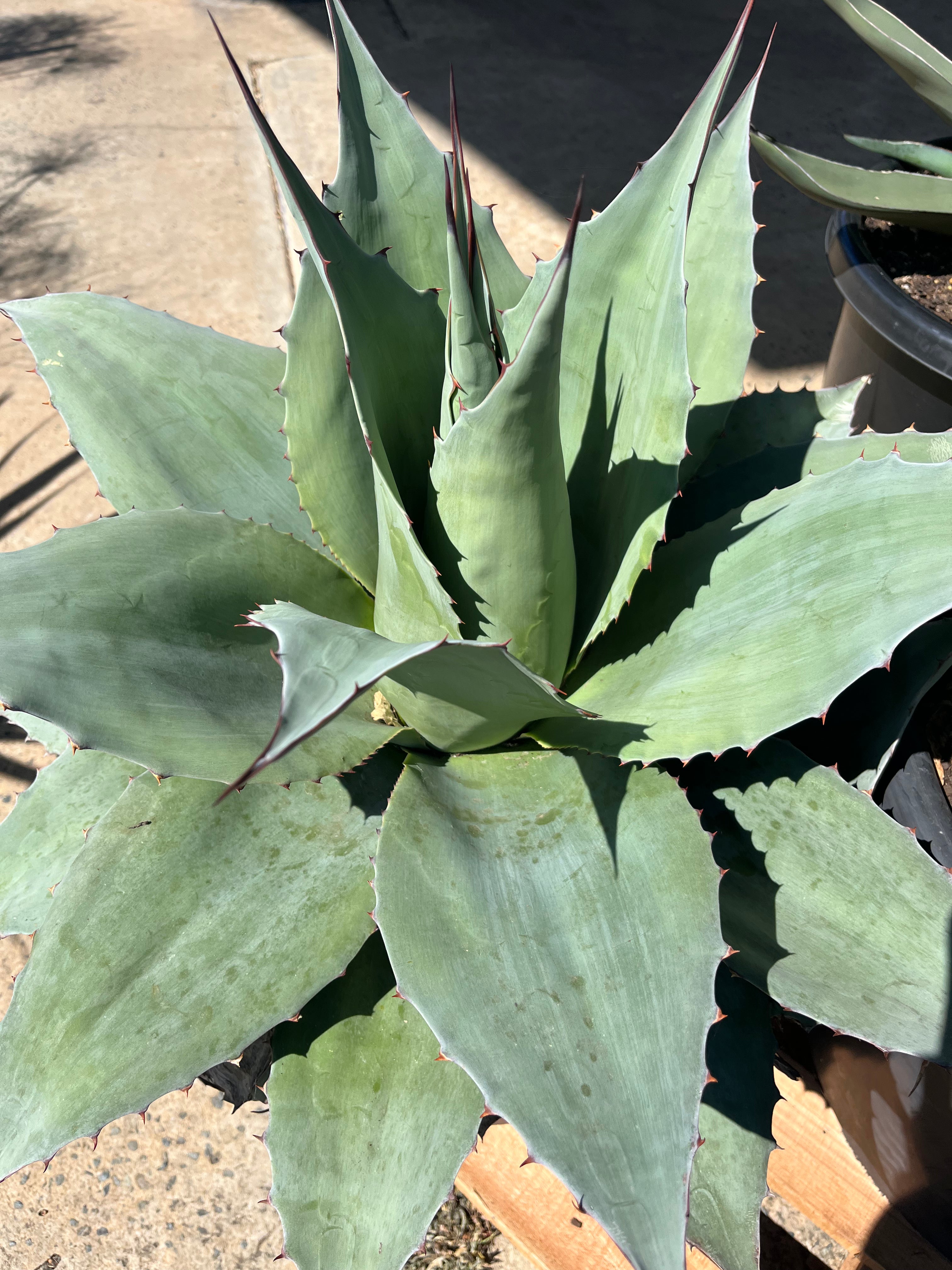 Agave ovatifolia ‘Vanzie’ - Whale’s Tongue Agave