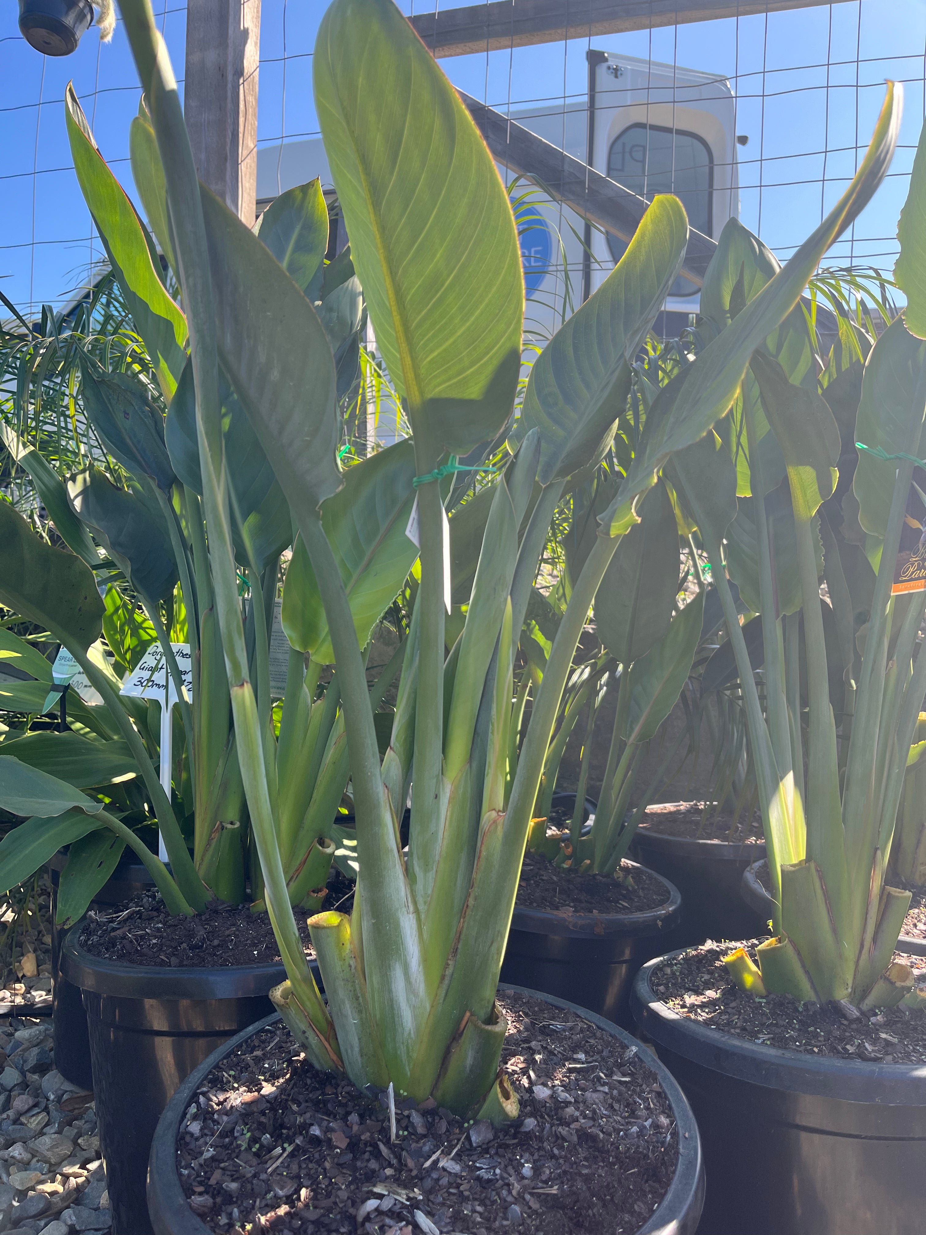 Strelitzia reginae - Bird of Paradise