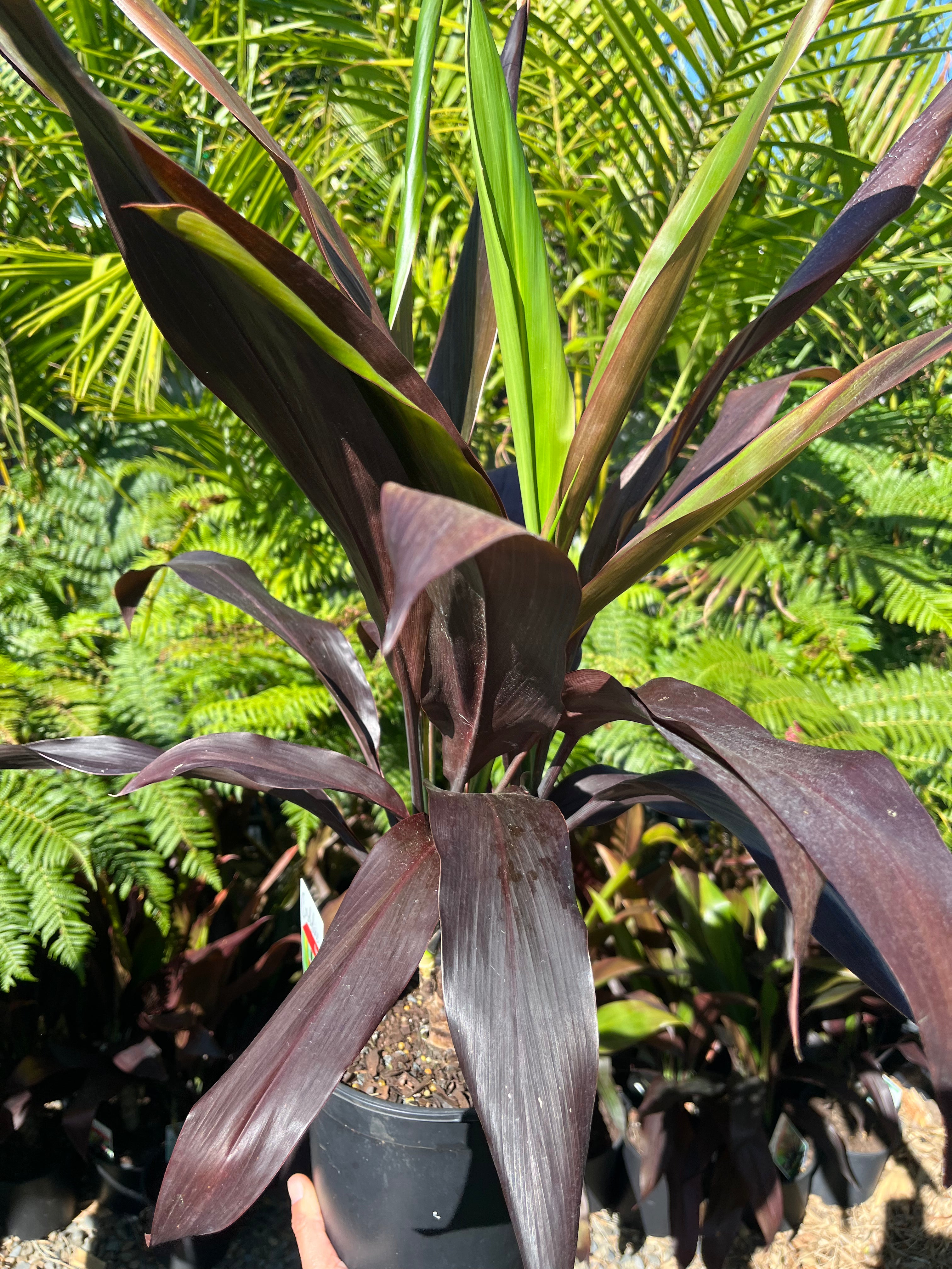 Cordyline fruticosa 'Negra' - Black Leaf Cordyline