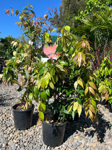 Syzygium ‘Cascade’ - Lilly Pilly