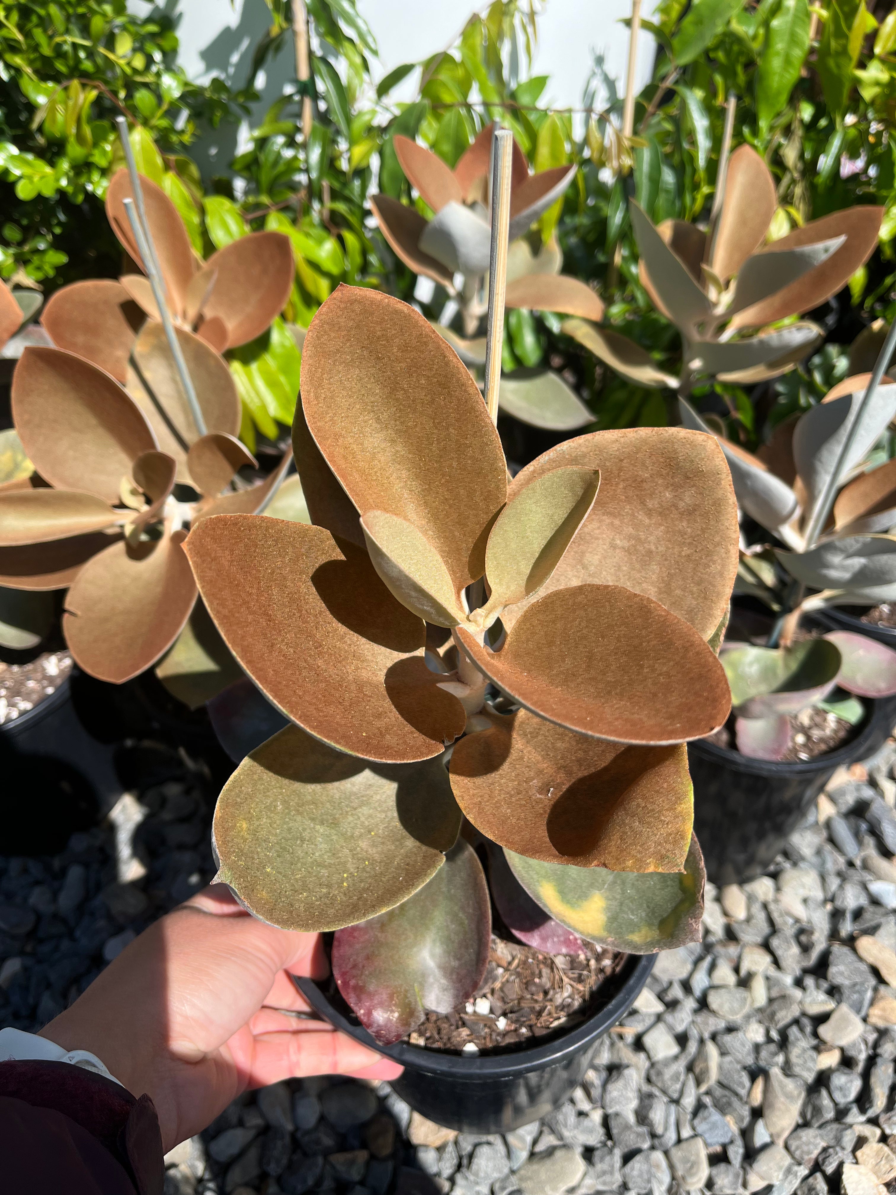 Kalanchoe orgyalis - Copper Spoons