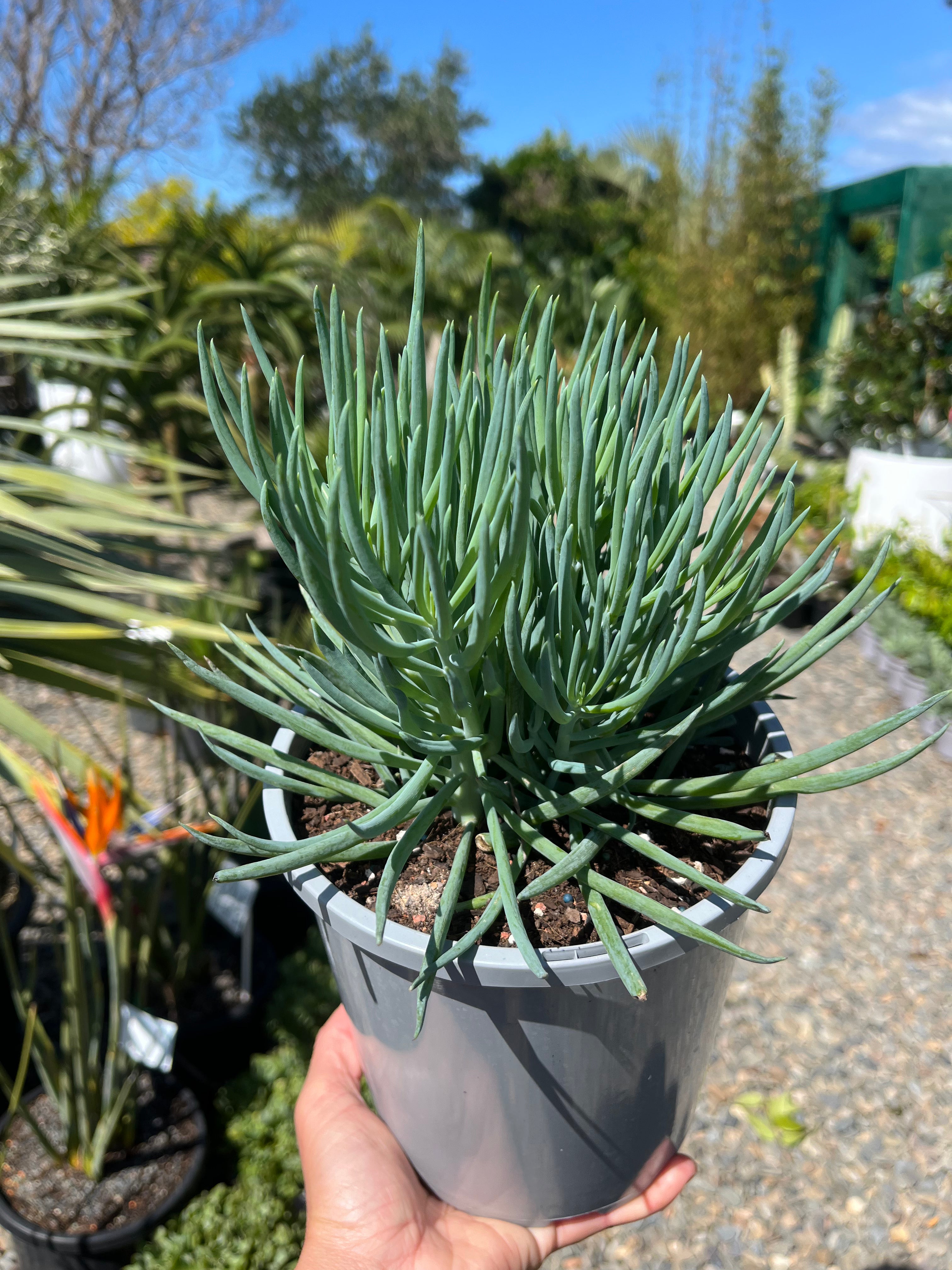 Senecio talinoides - Narrow Chalk Sticks