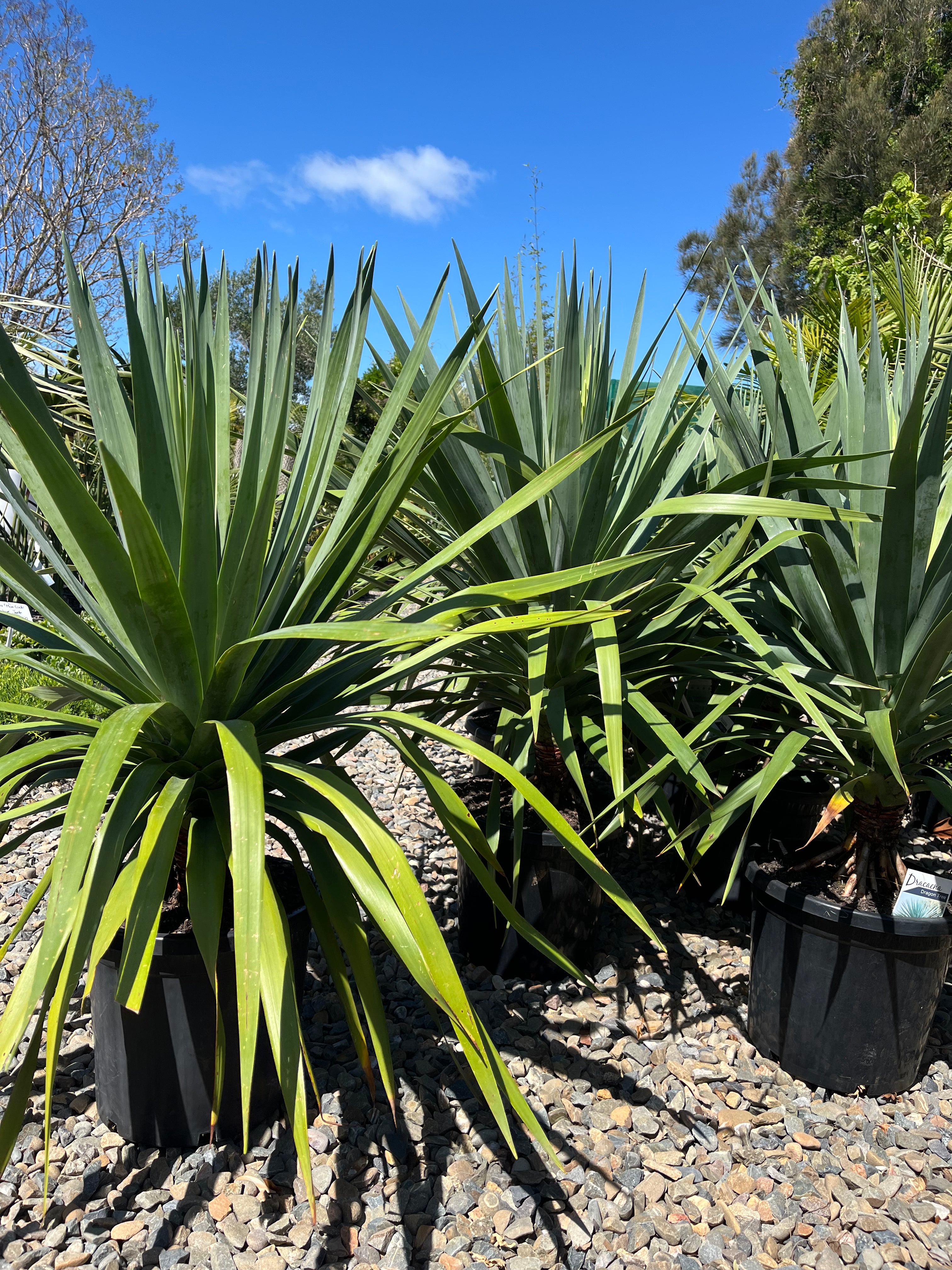 Dracaena draco - Dragon Tree