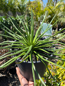 Agave geminiflora - Twin Flowered Agave