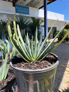 Aloe plicatilis - Fan Aloe