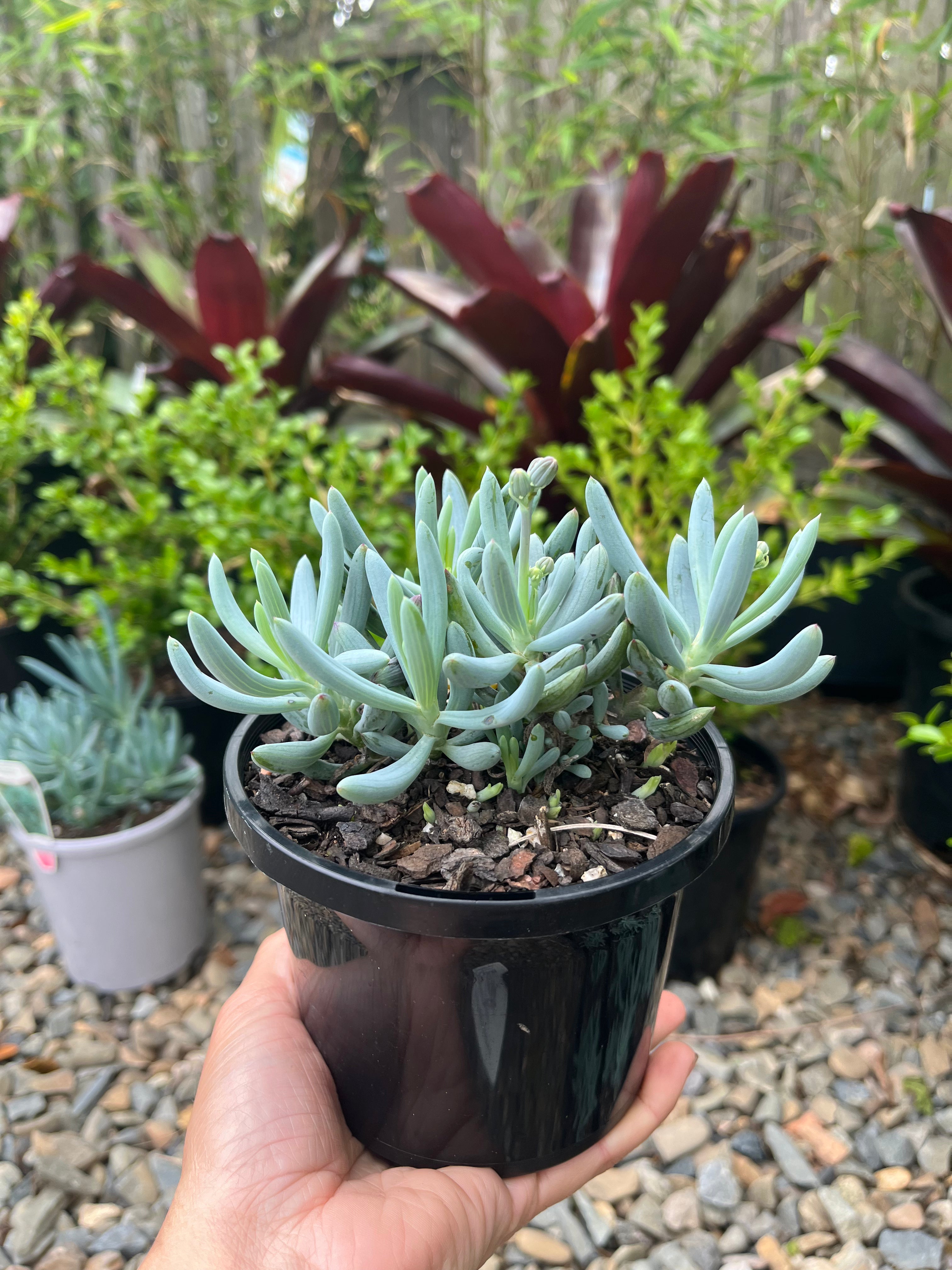 Senecio serpens - Chalk Sticks