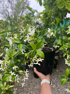 Trachelospermum jasminoides - Star Jasmine