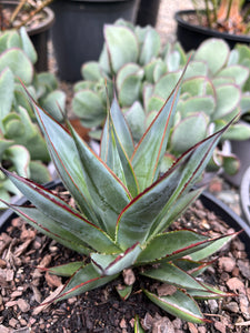 Agave ‘Blue Glow’ - Blue Agave