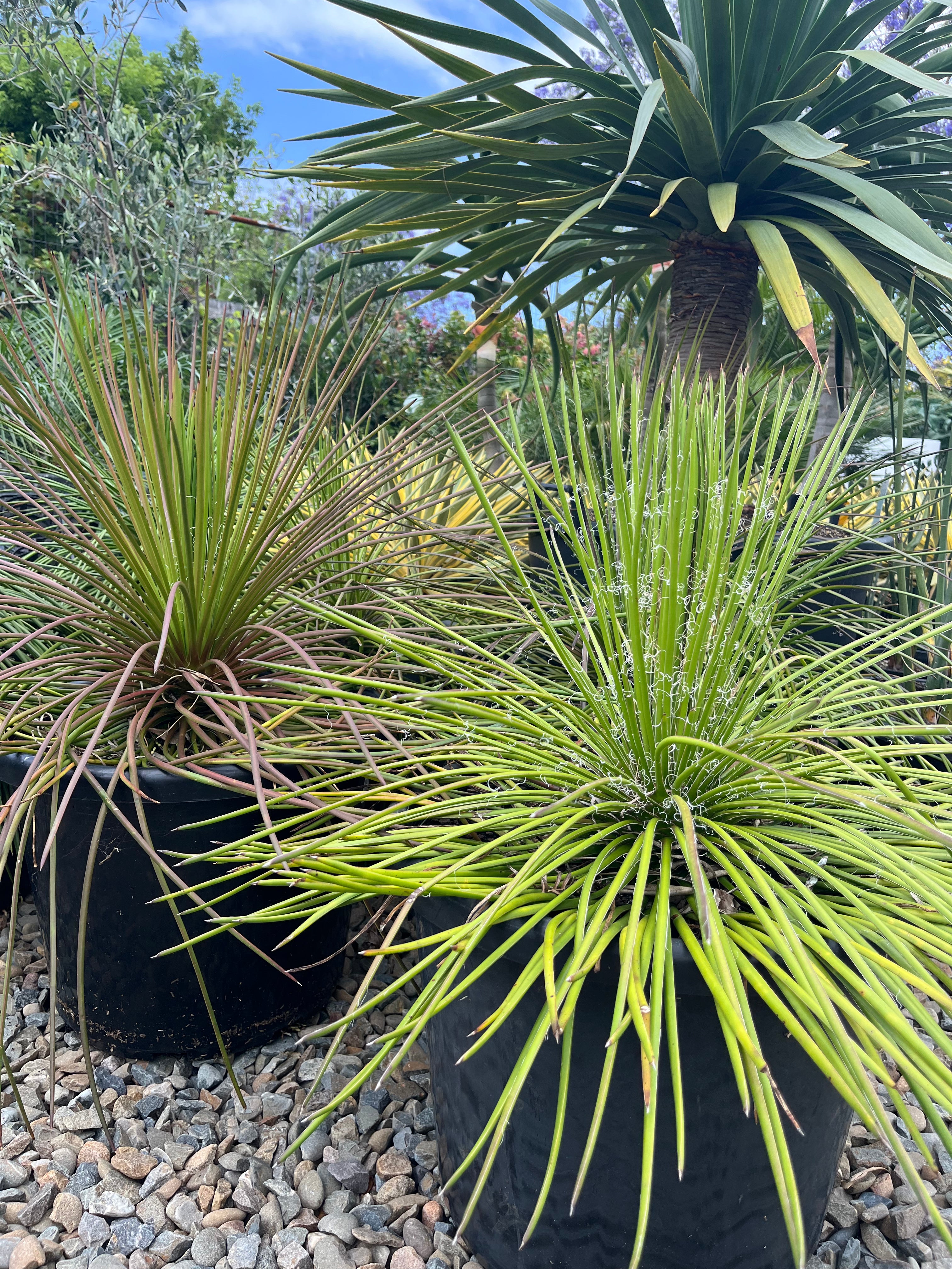 Agave geminiflora - Twin Flowered Agave