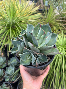 Agave parryi - Parry's Agave