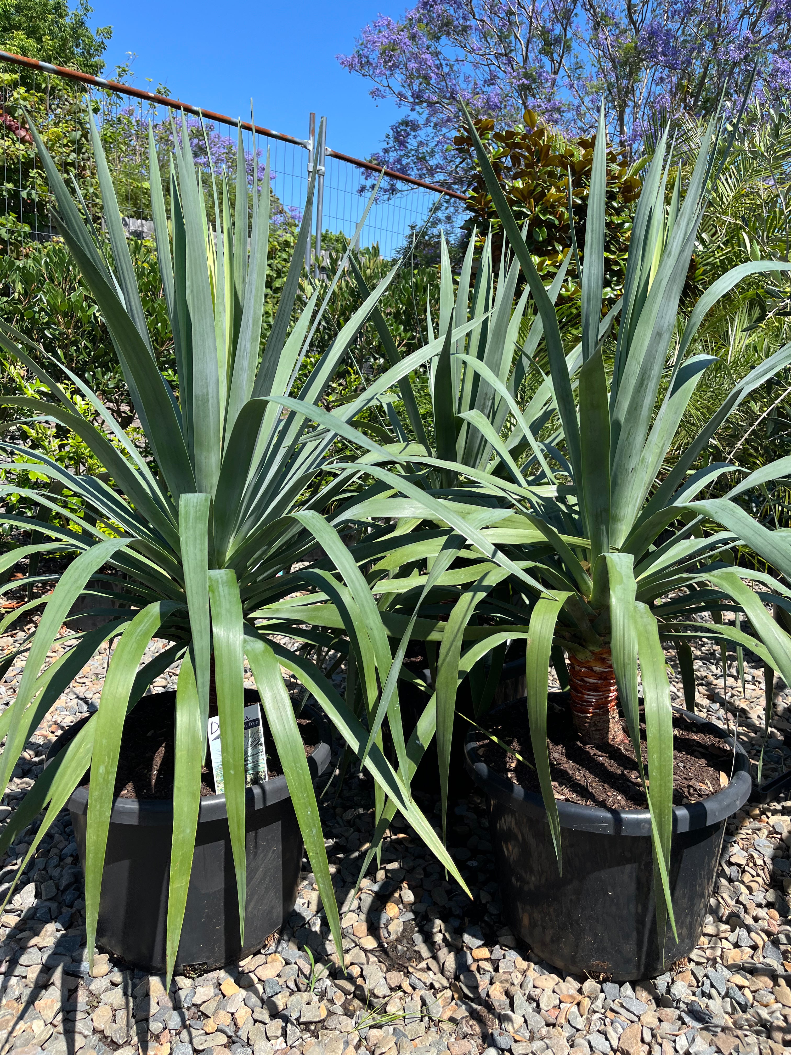 Dracaena draco - Dragon Tree