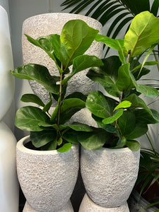 Ficus lyrata ‘Bambino’ - Fiddle Leaf Fig