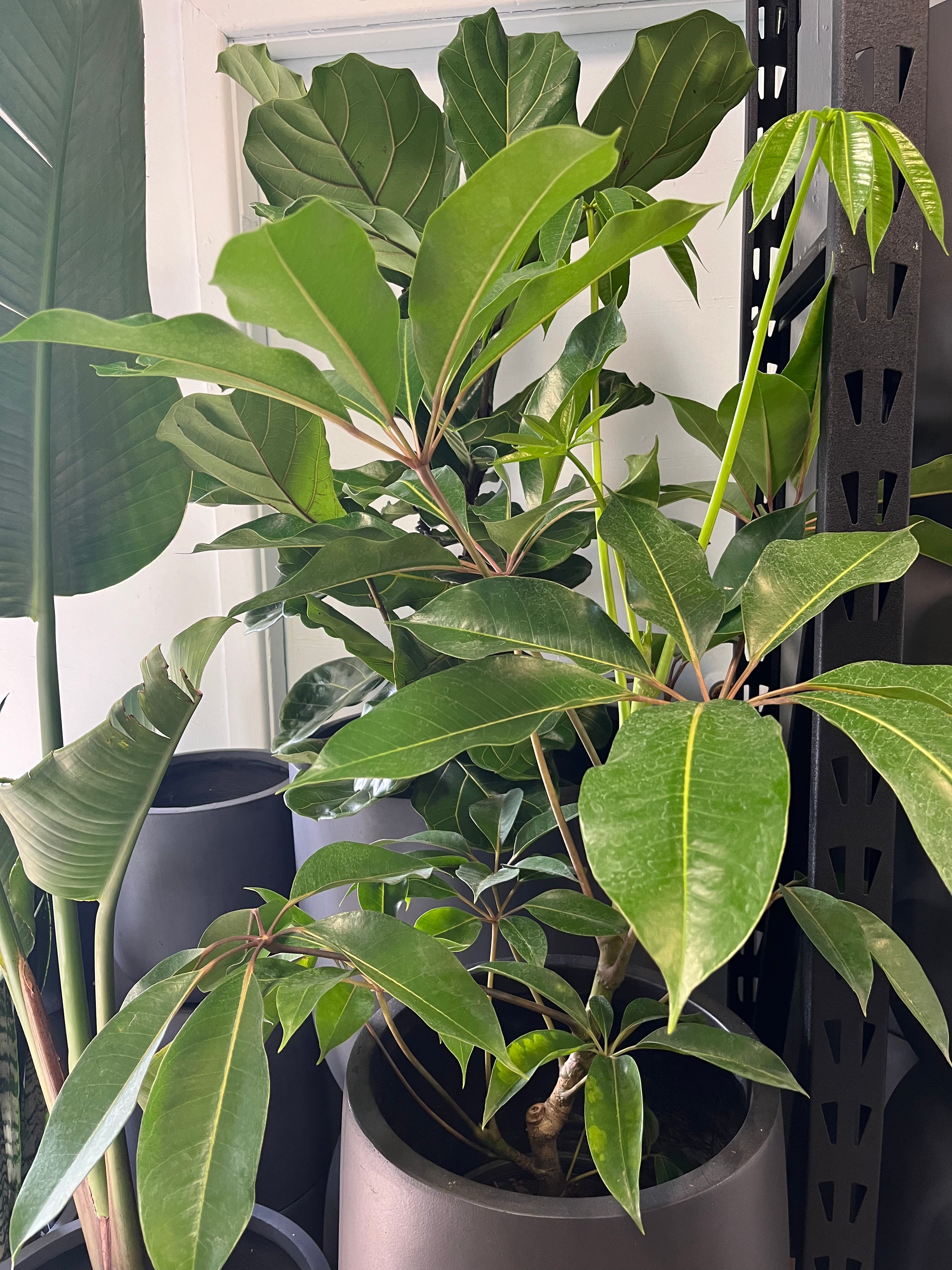 Tupidanthus calyptratus - Umbrella Tree