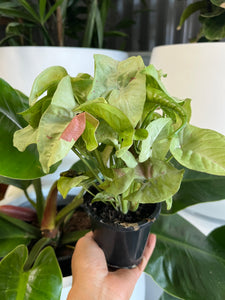 Syngonium podophyllum ‘Confetti’ - Arrowhead Plant